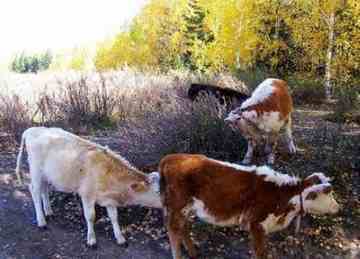 禾木图瓦最令人向往的古村,图十四