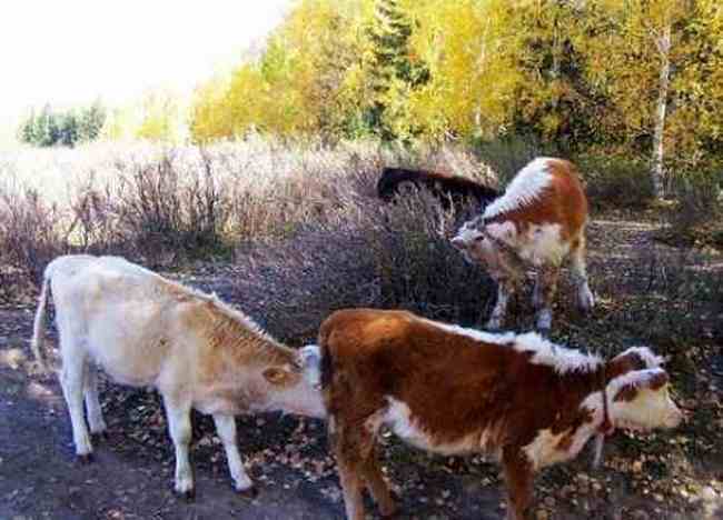 禾木图瓦最令人向往的古村,图十四