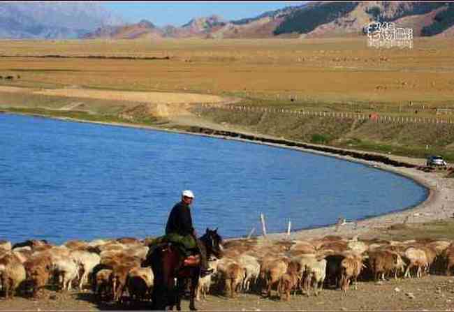 新疆旅游去沙漠看胡杨,图五