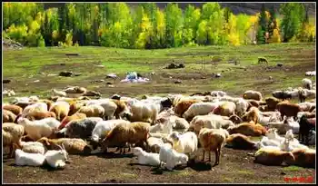 陶醉喀纳斯流连忘返——拾掇美丽,图二