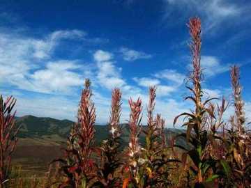 喀纳斯湖怪,图五