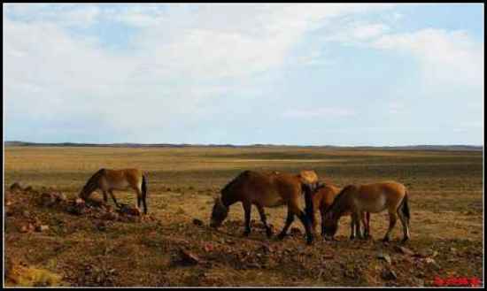在戈壁滩与野马相遇拍野驴,图二