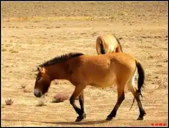 在戈壁滩与野马相遇拍野驴,图五