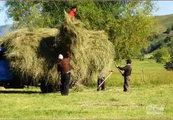 新疆旅游去沙漠看胡杨,图九