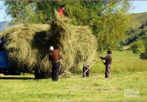 新疆旅游去沙漠看胡杨