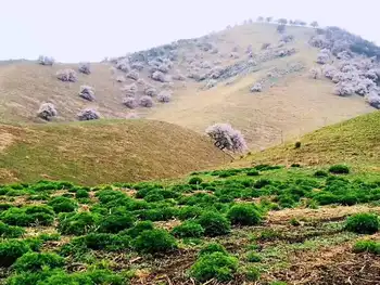北疆伊犁吐尔根野杏花游