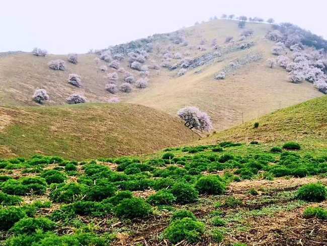 北疆伊犁吐尔根野杏花游
