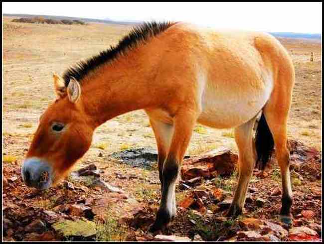 在戈壁滩与野马相遇拍野驴,图六