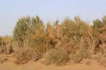 新疆旅游之南疆六日游（四）,图四