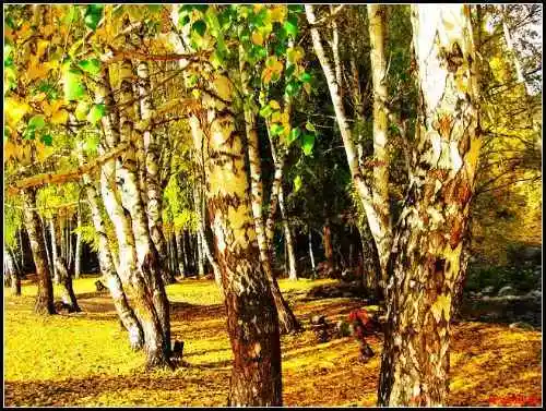 色彩斑斓的白桦之林