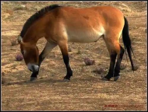 在戈壁滩与野马相遇拍野驴