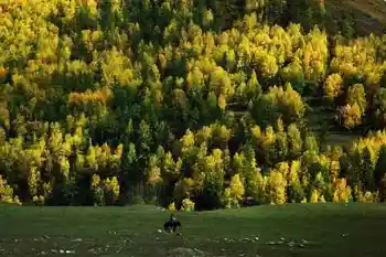 带你进入多彩的喀纳斯,图八