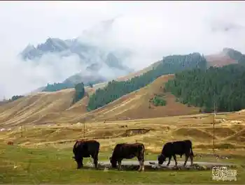 新疆旅游去沙漠看胡杨,图四