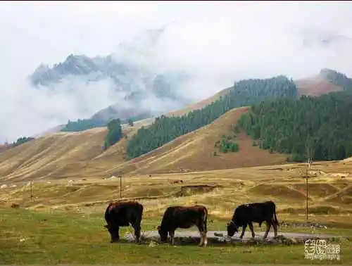 新疆旅游去沙漠看胡杨