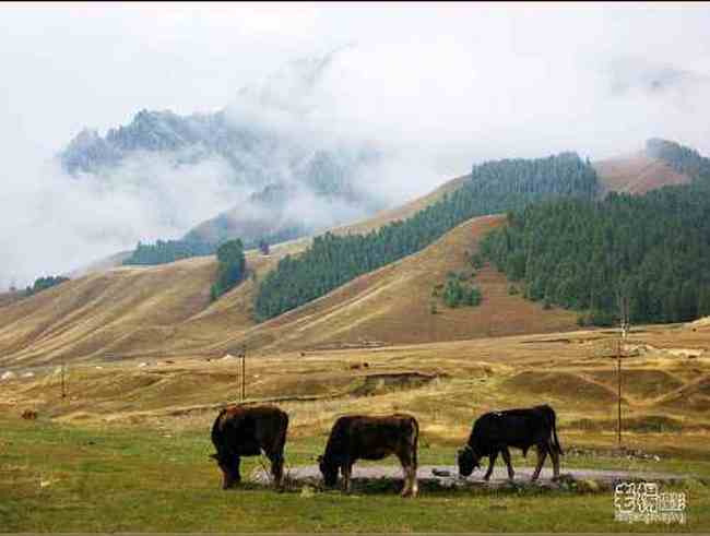 新疆旅游去沙漠看胡杨,图四