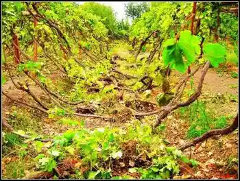 吐鲁番最甜最贵之地葡萄沟,图三