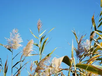 深秋看胡杨慢游库尔勒火车两日三天之莲花湖