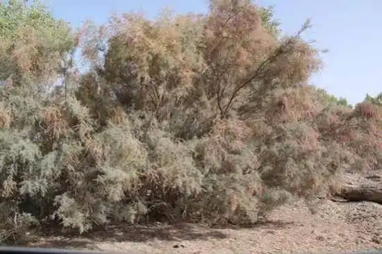 新疆南疆六日游之三