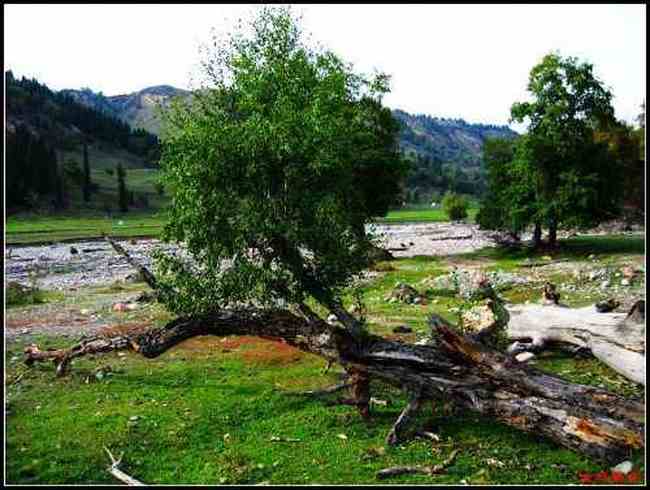 避暑胜地的牧民部落厍尔德宁,图七