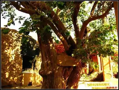 神秘的吐峪沟民俗活化石地