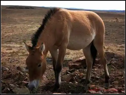 在戈壁滩与野马相遇拍野驴