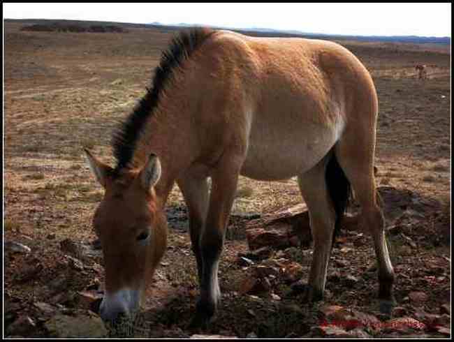在戈壁滩与野马相遇拍野驴,图九