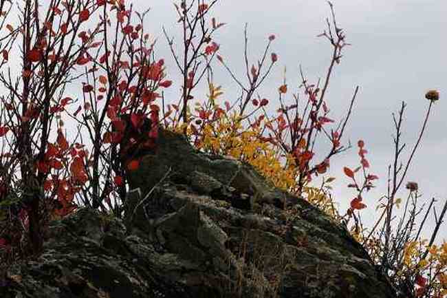 帶你進(jìn)入多彩的喀納斯,圖十四