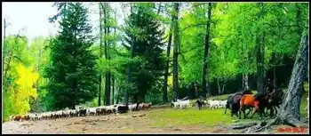 在喀纳斯亲眼目睹迁徙——迁徙（上）,图五