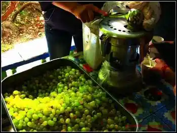 吐鲁番最甜最贵之地葡萄沟,图六