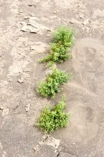 消失的中國(guó)最低地－艾丁湖,圖十五