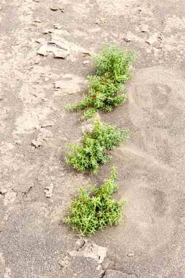 消失的中国最低地-艾丁湖,图十五