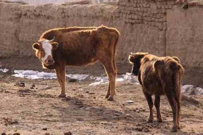 新疆自驾之旅四,图