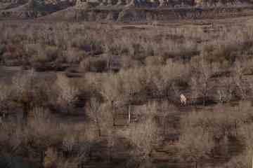 新疆自驾之旅1,图二十