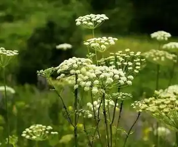 与世隔绝的喀纳斯,图九