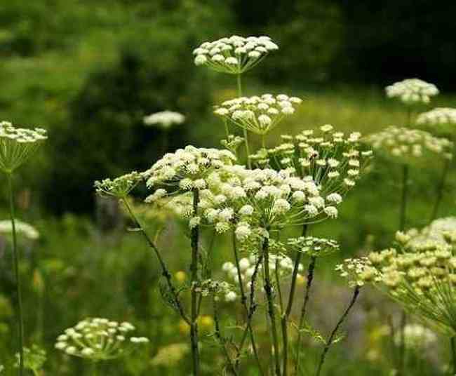 与世隔绝的喀纳斯,图九