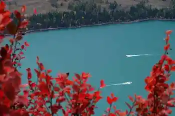 带你进入多彩的喀纳斯,图十一