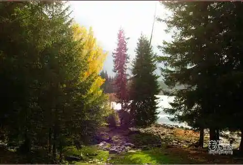 新疆旅游去沙漠看胡杨