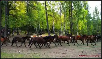 在喀纳斯亲眼目睹迁徙——迁徙（上）,图七