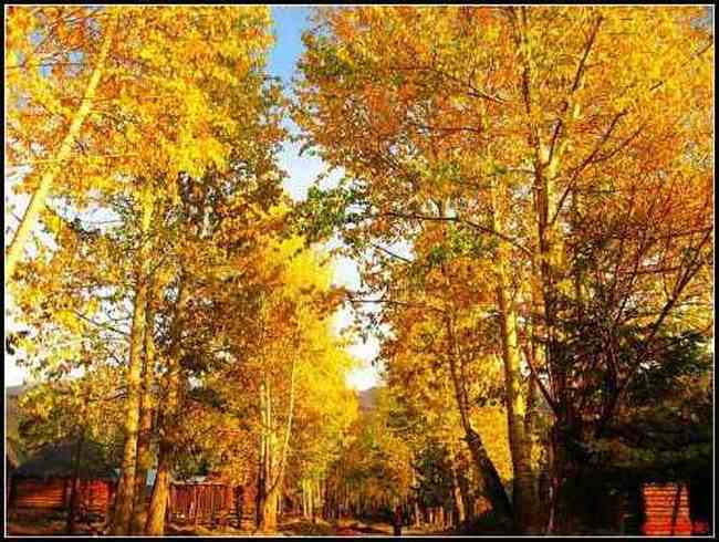 色彩斑斓的白桦之林,图七