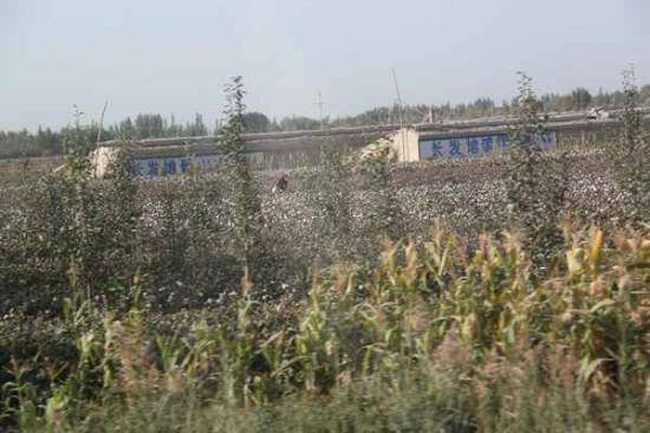 新疆旅游之南疆六日游(一),图十一