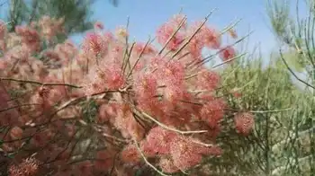 吐鲁番鄯善沙漠两日游记,图二十一