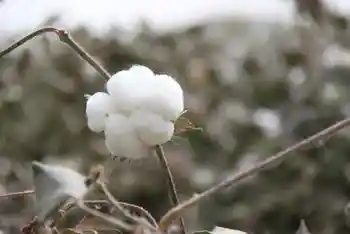 新疆南疆六日游续(六）,图五