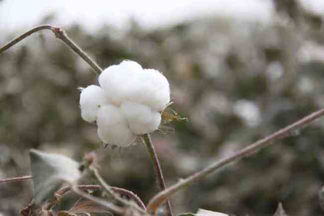 新疆南疆六日游续(六),图五