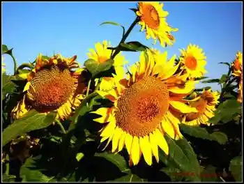 伊犁河·塞外江南·伊犁人——伊犁印象,图八