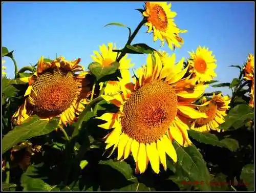 伊犁河·塞外江南·伊犁人——伊犁印象