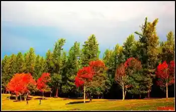 色彩斑斓的白桦之林,图一