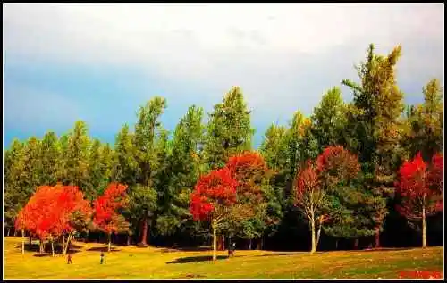 色彩斑斓的白桦之林