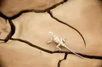 消失的中國(guó)最低地－艾丁湖,圖七