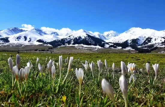 雨中自驾游伊犁河