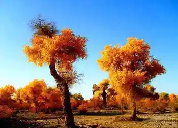 穿越塔克拉玛干,图一